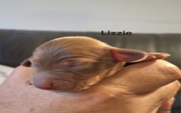 Miniature Dachshund dogs for sale: Longhaired Minature Dauchounds - Image 13