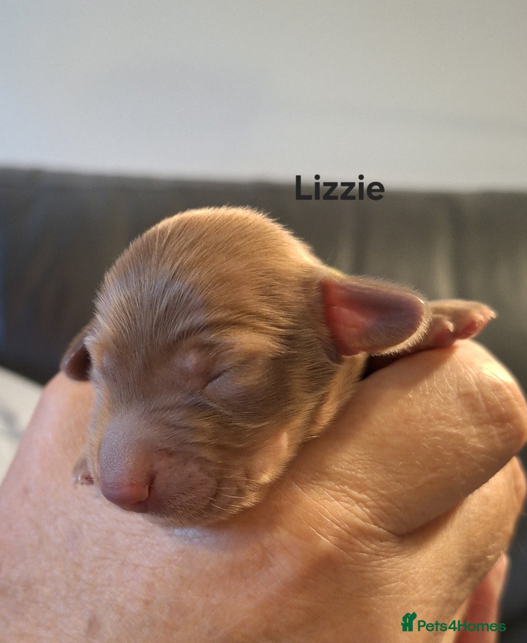 Miniature Dachshund dogs for sale: Longhaired Minature Dauchounds - Image 13