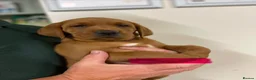 Labrador Retriever dogs for sale: Fully Health Tested, Outstanding Dark Red Puppies - Advert 11