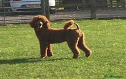 Bernedoodle dogs for sale: F1B Bernedoodle Puppies - Image 4