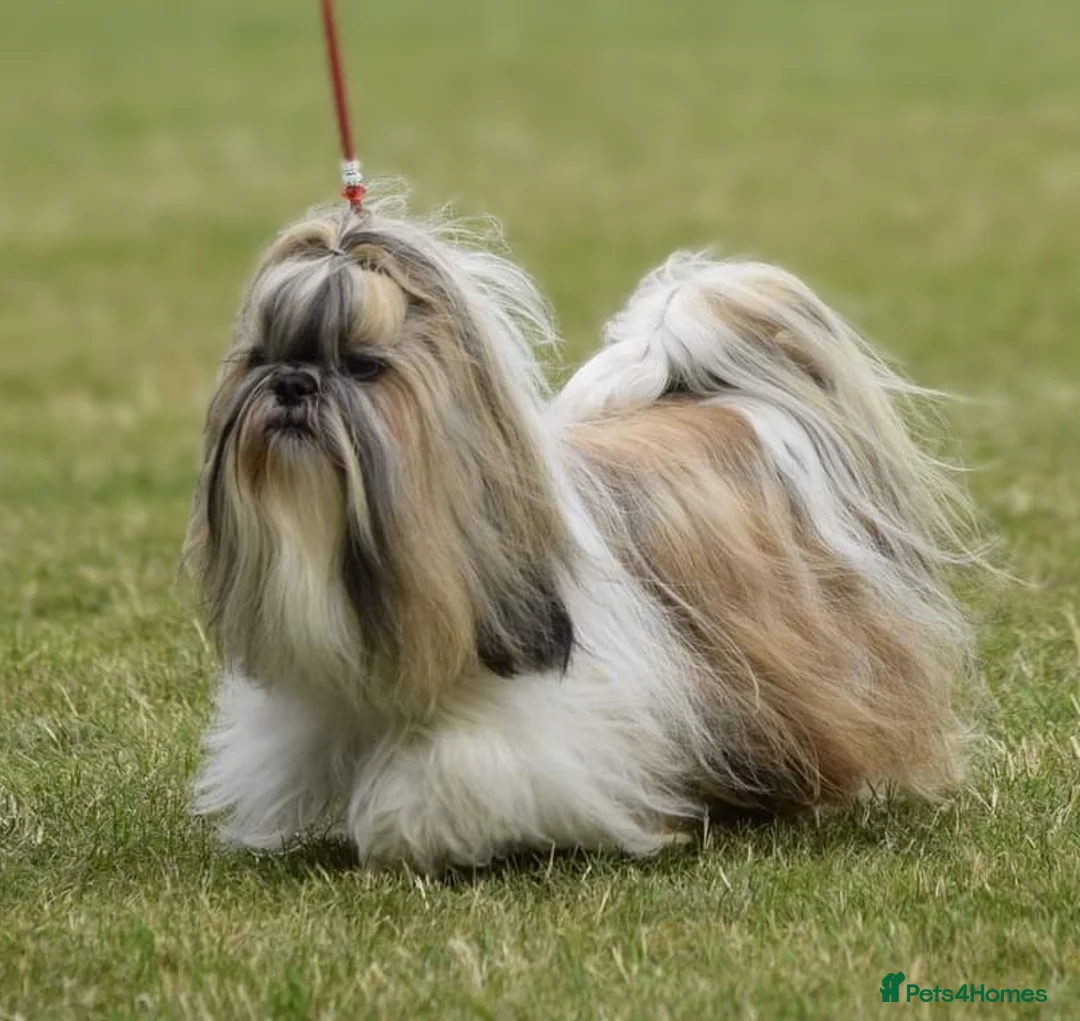 Shih Tzu dogs for sale: SHIH TZU STANDARD - PURE BREED  - Advert 16