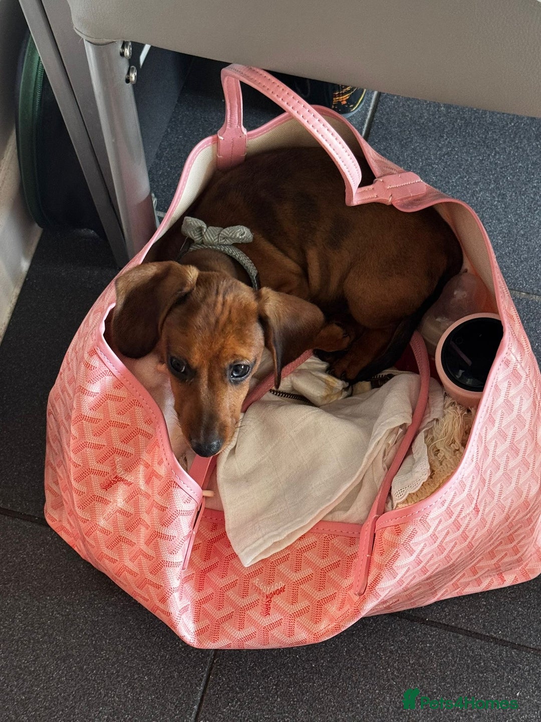 Dachshund dogs for sale: 5 months old male  - Image 3