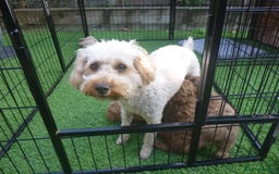 Toy Poodle dogs for sale: Gorgeous Toy Poodles - Image 4