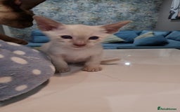 Siamese cats for sale: Siamese kittens 2 Chocolatepoint, 2 boys Bluepoint - Image 12