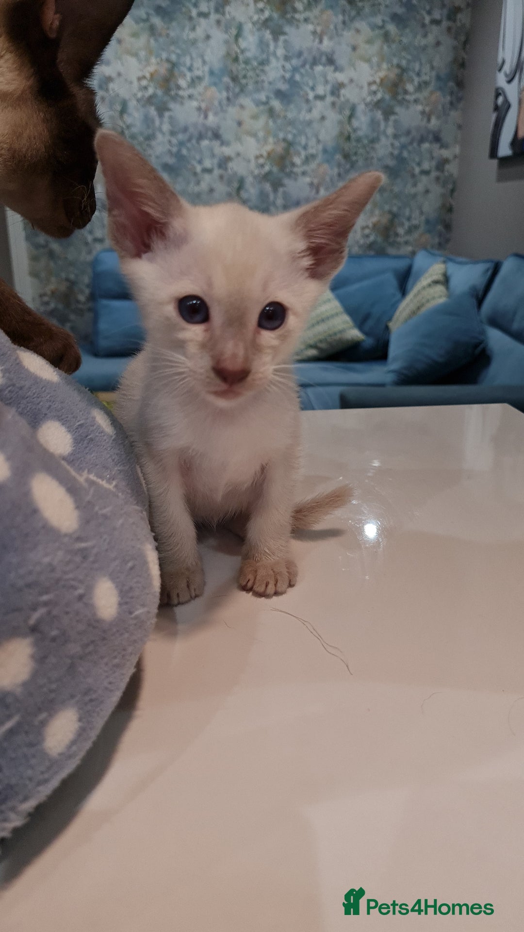 Siamese cats for sale: Siamese kittens 2 Chocolatepoint, 2 boys Bluepoint - Image 12