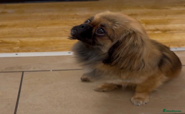 Pekingese dogs - Advert 1