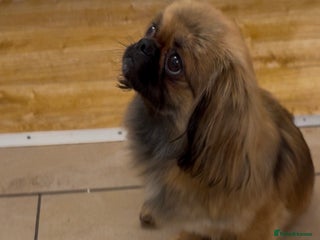 Pekingese dogs for sale - Advert 1