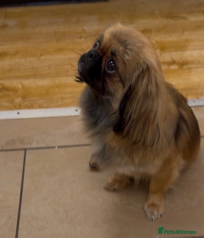 Pekingese dogs - Advert 1