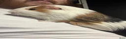 Guinea Pig rodents for sale: sweet boy needs a new home in Rochdale - Advert 3