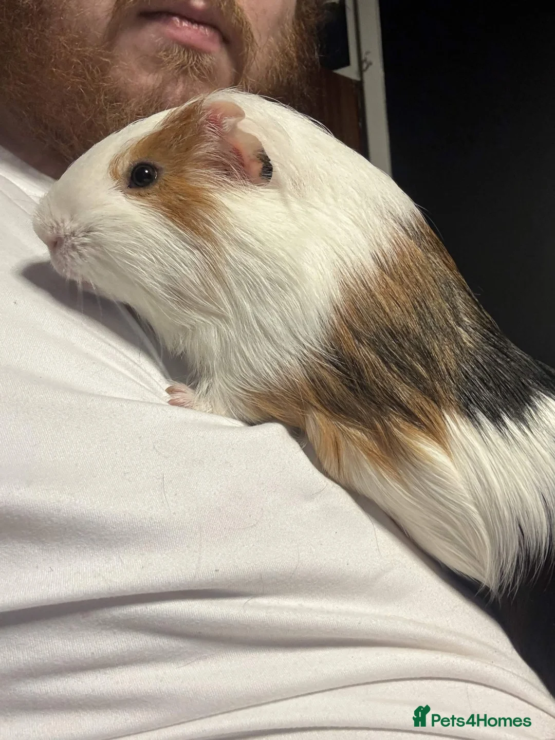 Guinea Pig rodents for sale: sweet boy needs a new home in Rochdale - Advert 3