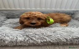 Cockapoo dogs for sale: Cockapoo Puppies - Image 3