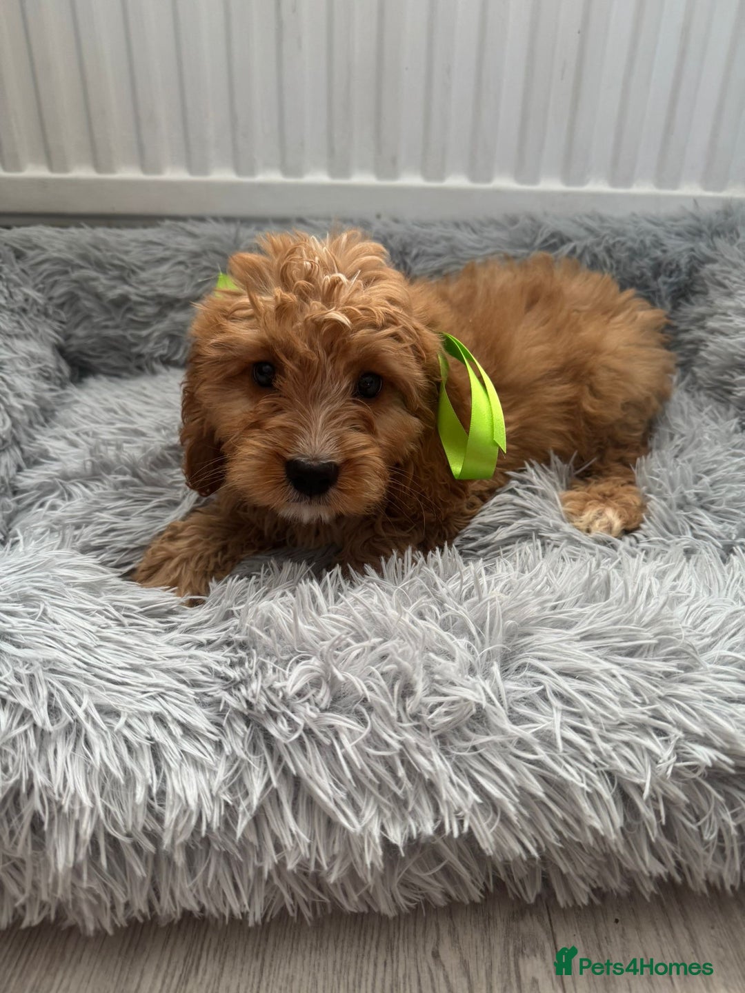 Cockapoo dogs for sale: Cockapoo Puppies - Image 3