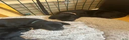 Labrador Retriever dogs for sale: Black & Fox Red KC Labrador Puppies - Advert 4