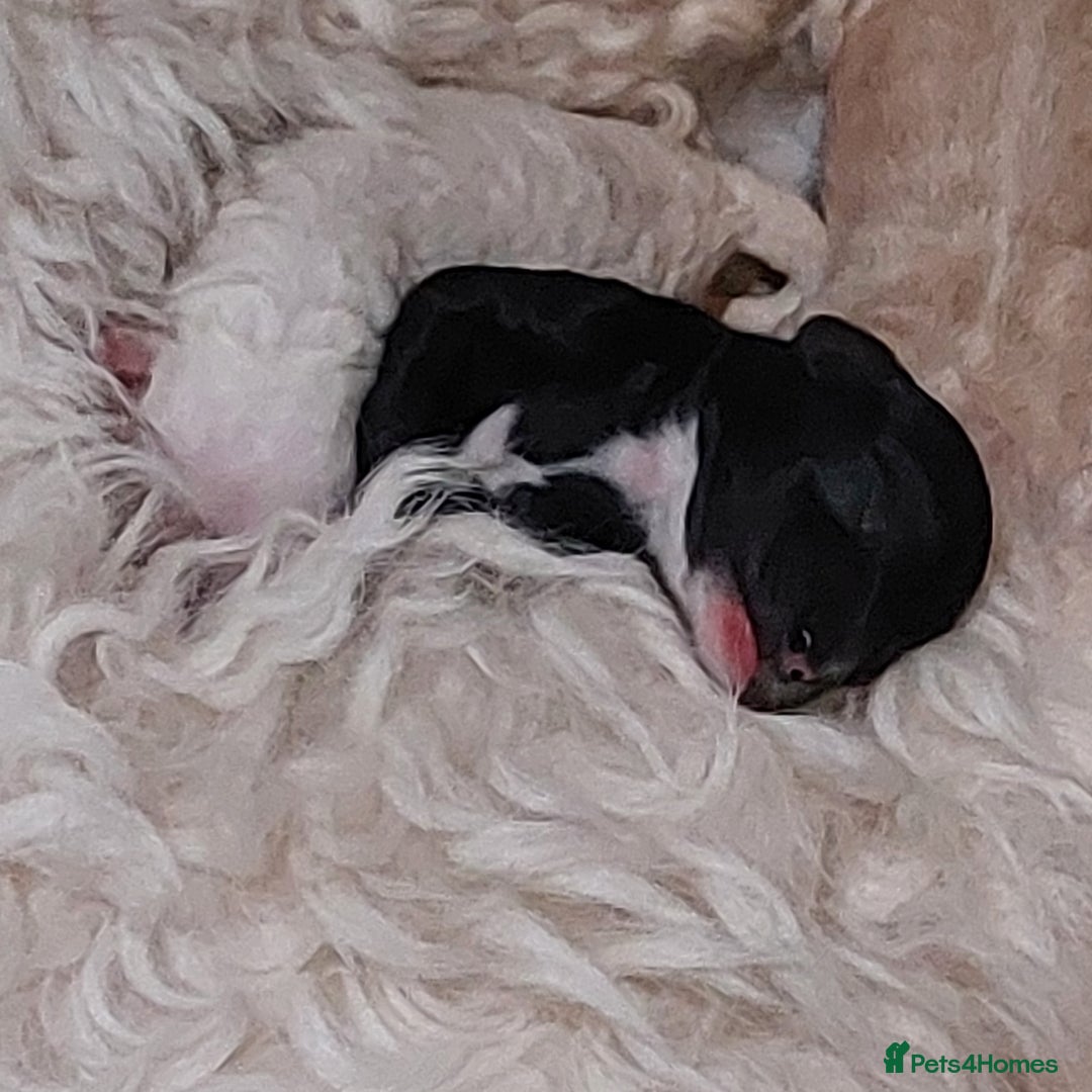 Toy Poodle dogs for stud: Silver Toy poodle  in Verwood - Advert 7