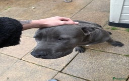 Cane Corso dogs for sale: Cane corso 6 months old - Advert 3