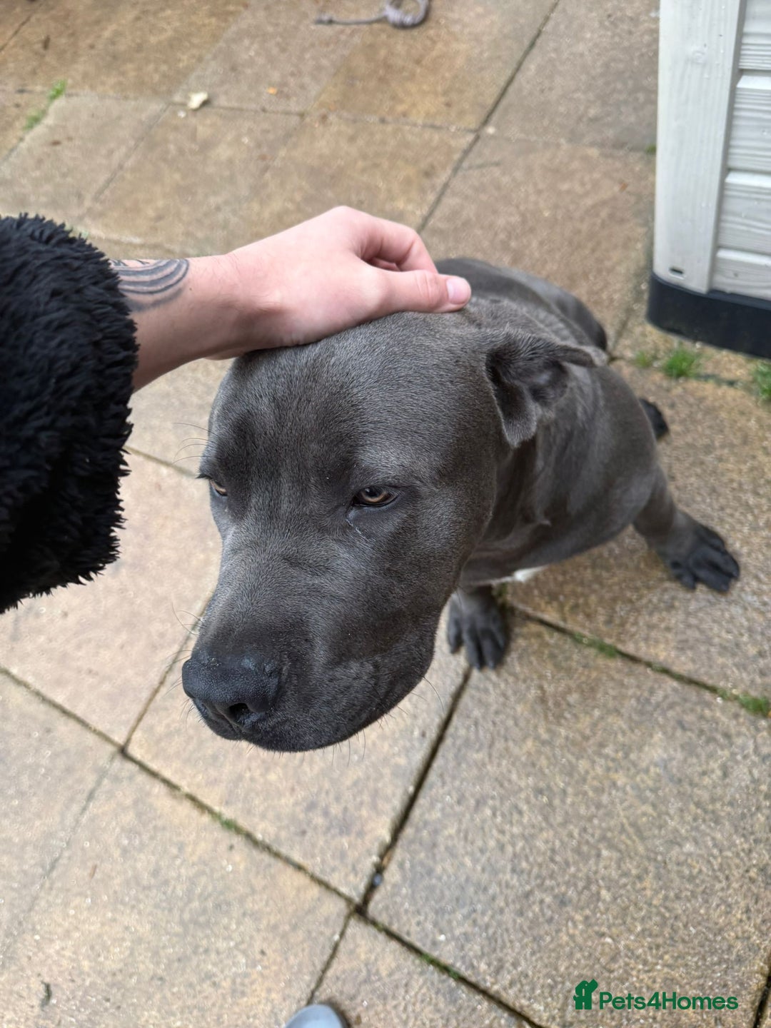 Cane Corso dogs for sale: Cane corso 6 months old - Advert 3