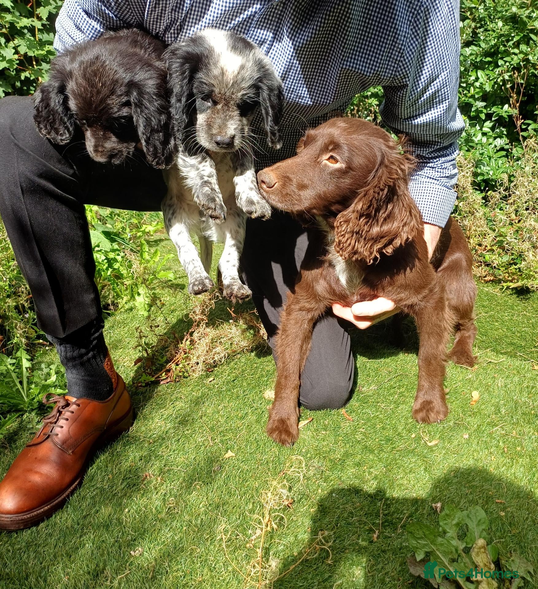 Cocker Spaniel dogs Cocker Spaniel Puppies - Advert 1