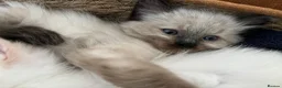 Ragdoll cats for sale: Gorgeous Ragdoll Kittens - Advert 17