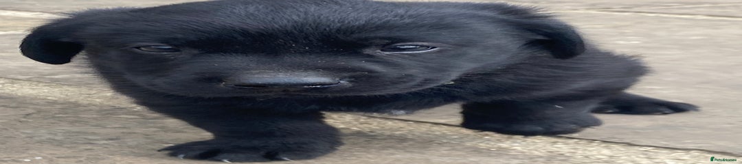 Dark Green Collar Black Boy