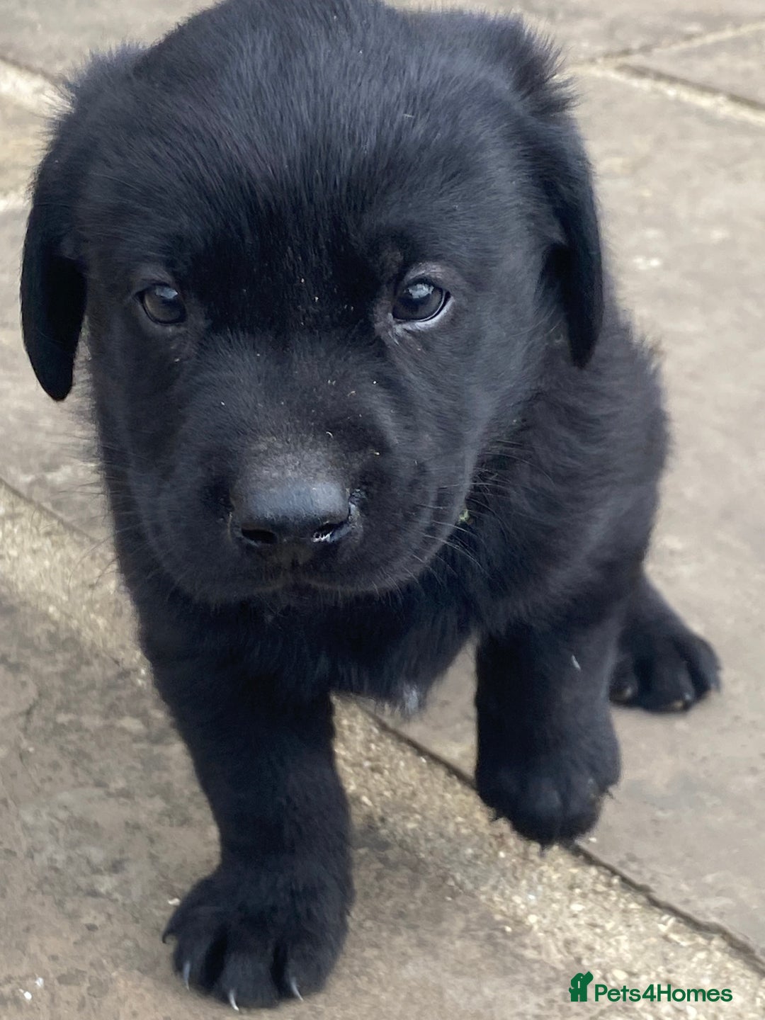 Labrador Retriever dogs for sale: KC Registered working Labrador puppies - Image 31