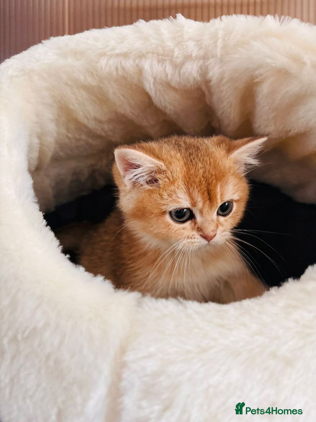 British Shorthair cats for sale: Charming British golden chinchillas - Advert 8