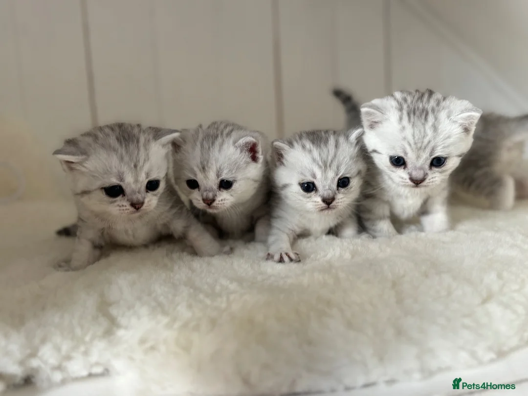 British Shorthair cats for sale: Stunning Snow Spot Kittens  - Advert 2