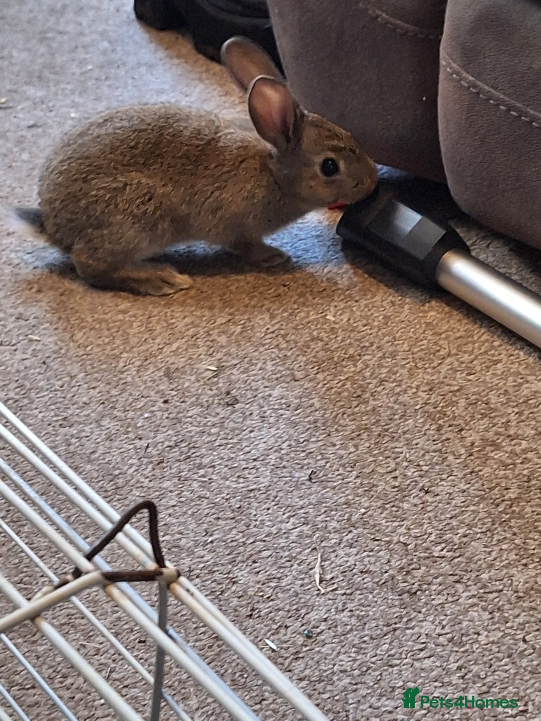 Mixed Breed rabbits for sale: Stunning rex x continental giant x new zealand  - Advert 2