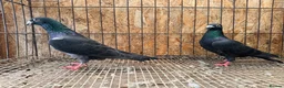 Pigeons birds for sale: TIGER GRIZZLED RACING PIGEONS FOR SALE - Advert 8