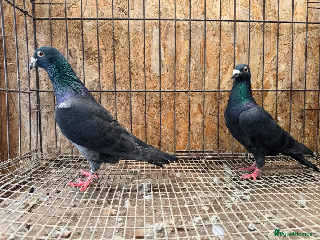 Pigeons birds for sale: TIGER GRIZZLED RACING PIGEONS FOR SALE - Advert 8