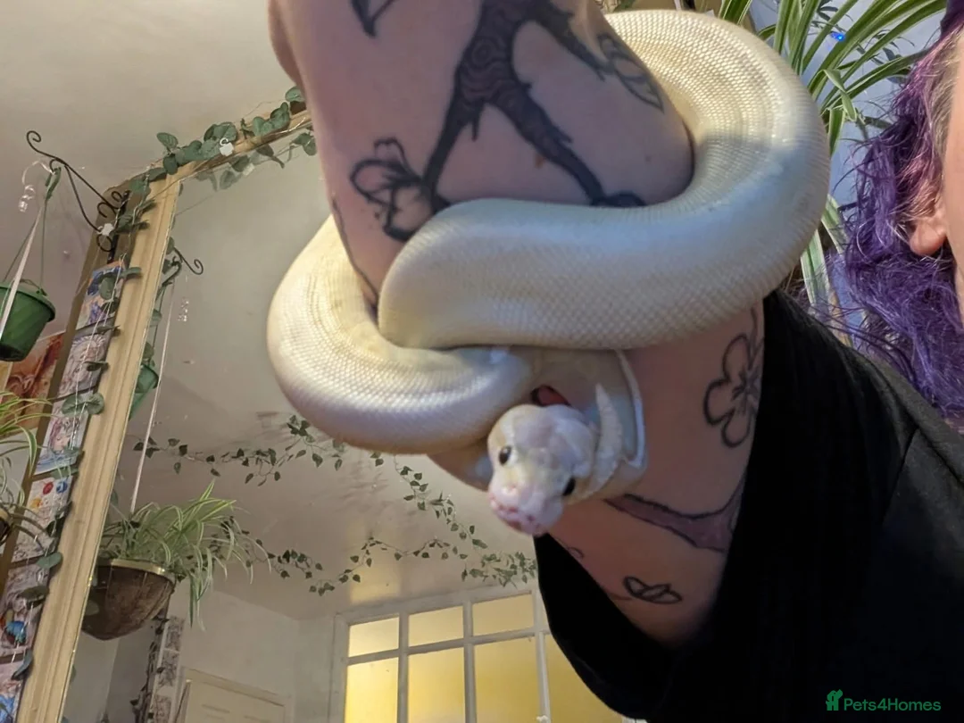 Python Snake reptiles for sale: Super pastel butter royal python - Advert 7