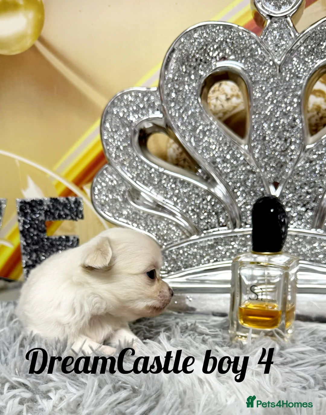 Chihuahua dogs for sale: KC reg Long coat boys available  - Advert 19