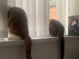 Mixed Breed cats - Advert 26