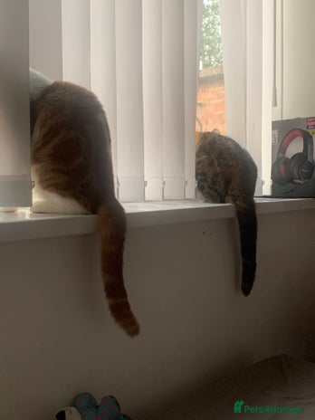 Mixed Breed cats - Advert 2