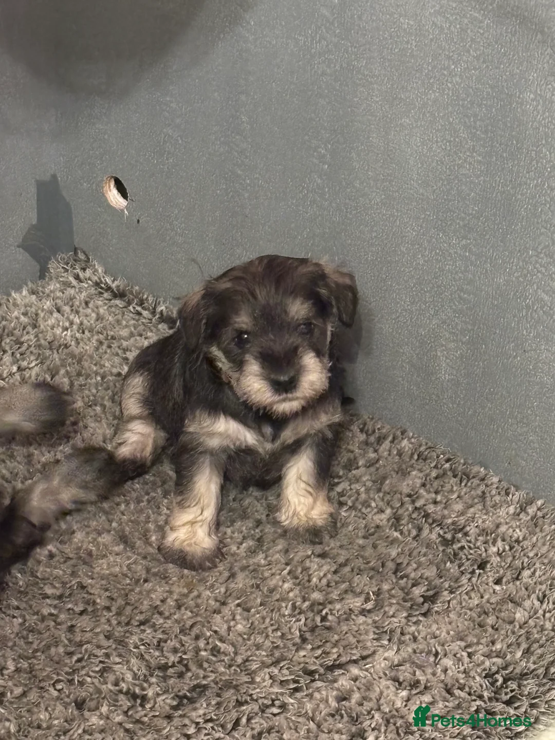 Miniature Schnauzer dogs for sale: Stunning Puppies - Advert 5