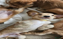 Cocker Spaniel dogs for sale: LAST 1l2: Show Cocker Spaniel Males 💛💚 - Image 14