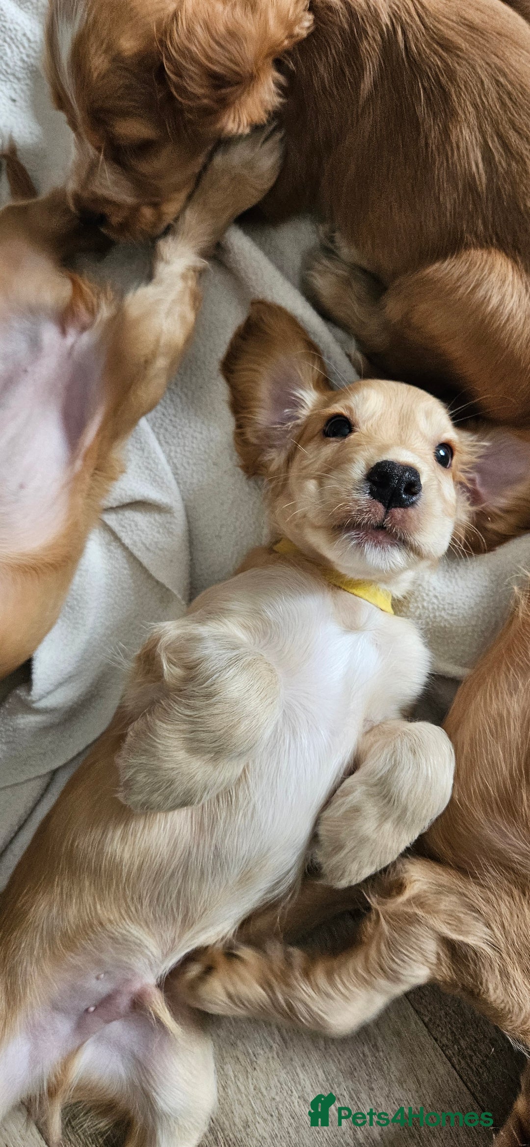 Cocker Spaniel dogs for sale: LAST 1l2: Show Cocker Spaniel Males 💛💚 - Image 14