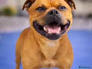 Staffordshire Bull Terrier dogs 🔥 SCOOBY NOW AVAILABLE FOR STUD IN THE UK - Advert 1