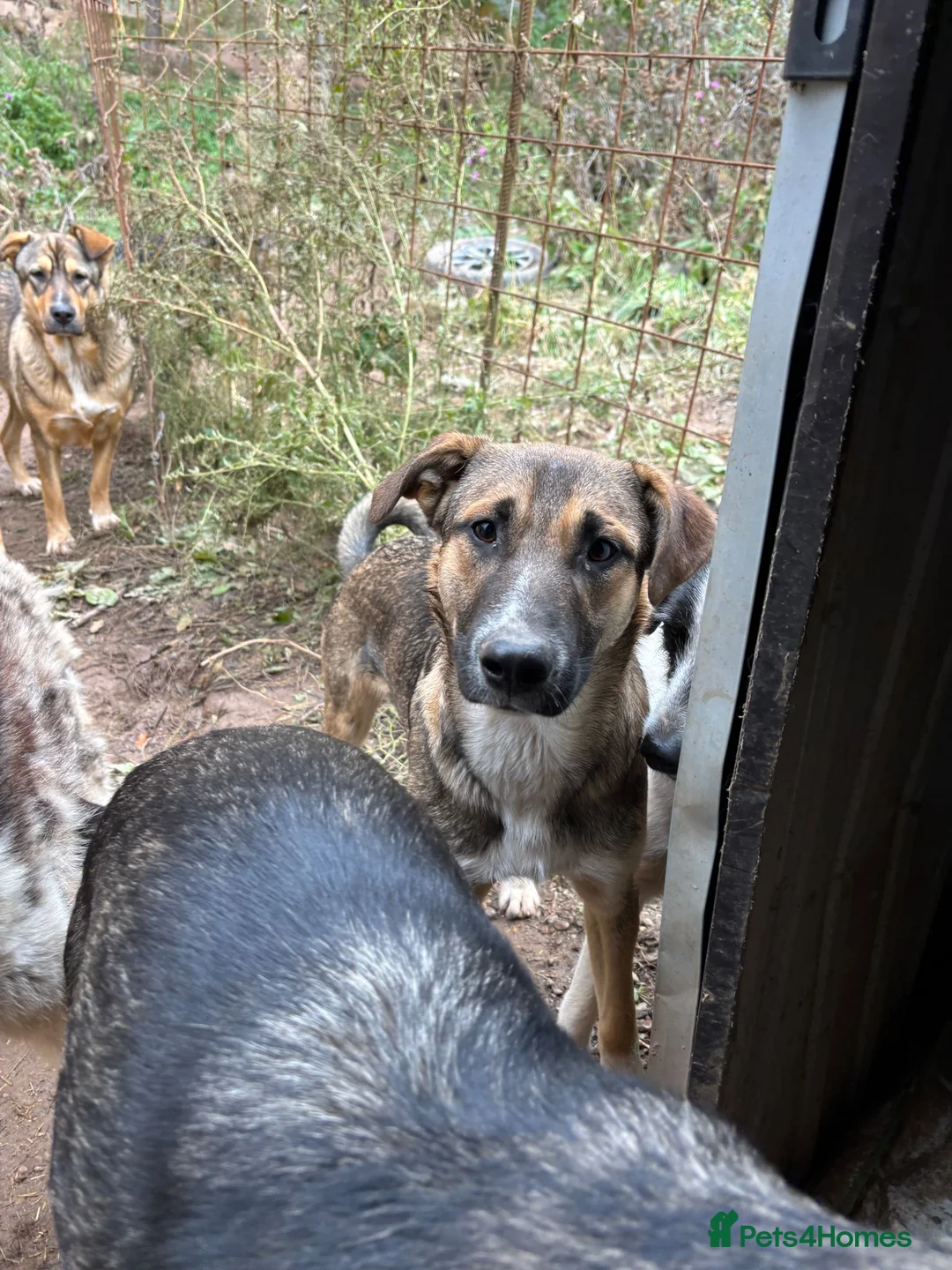 Mixed Breed dogs for adoption: Mac is looking for a family with another dog! - Advert 16