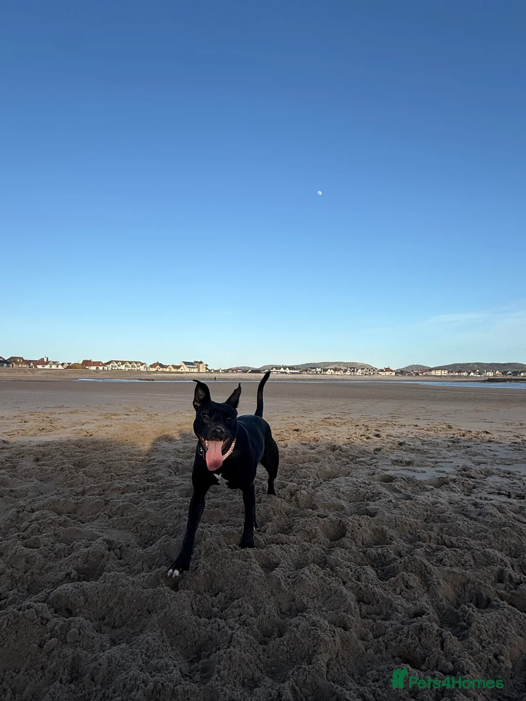 Whippet dogs for sale: Jess is looking for her loving forever home 🫶🏼 in Llandudno - Advert 1