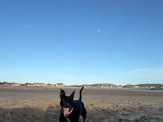 Whippet dogs Jess is looking for her loving forever home 🫶🏼 - Advert 4