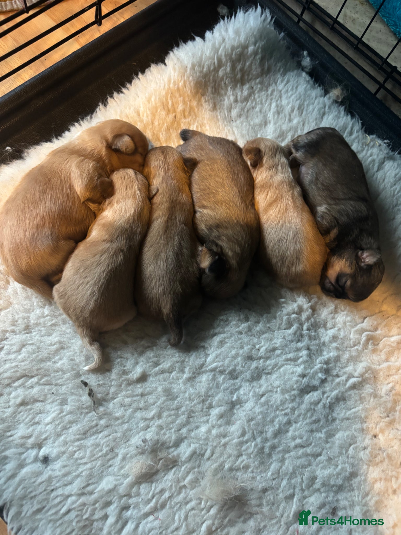 Shih Tzu dogs Beautiful Shih Tzu Puppies, lovely Temperaments - Advert 1