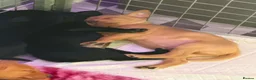 Labrador Retriever dogs for sale: Loving Labrador Puppies Seeking Forever Homes - Advert 22