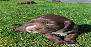 Sprocker dogs - Advert 10