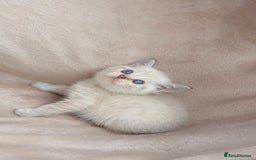 British Shorthair cats for sale: Blue eyed creme/white British shorthair kittens - Image 4