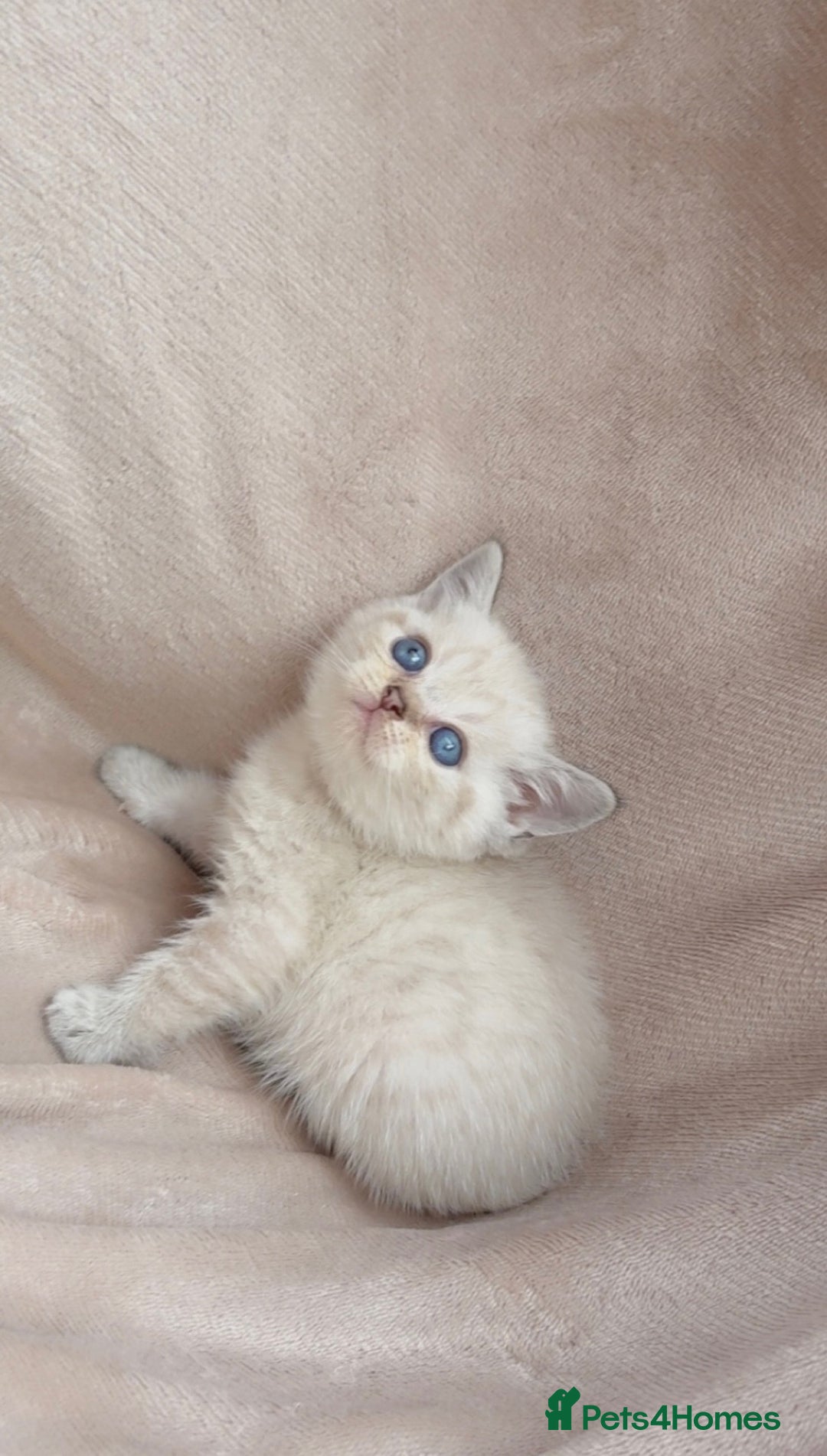 British Shorthair cats for sale: Blue eyed creme/white British shorthair kittens - Image 4