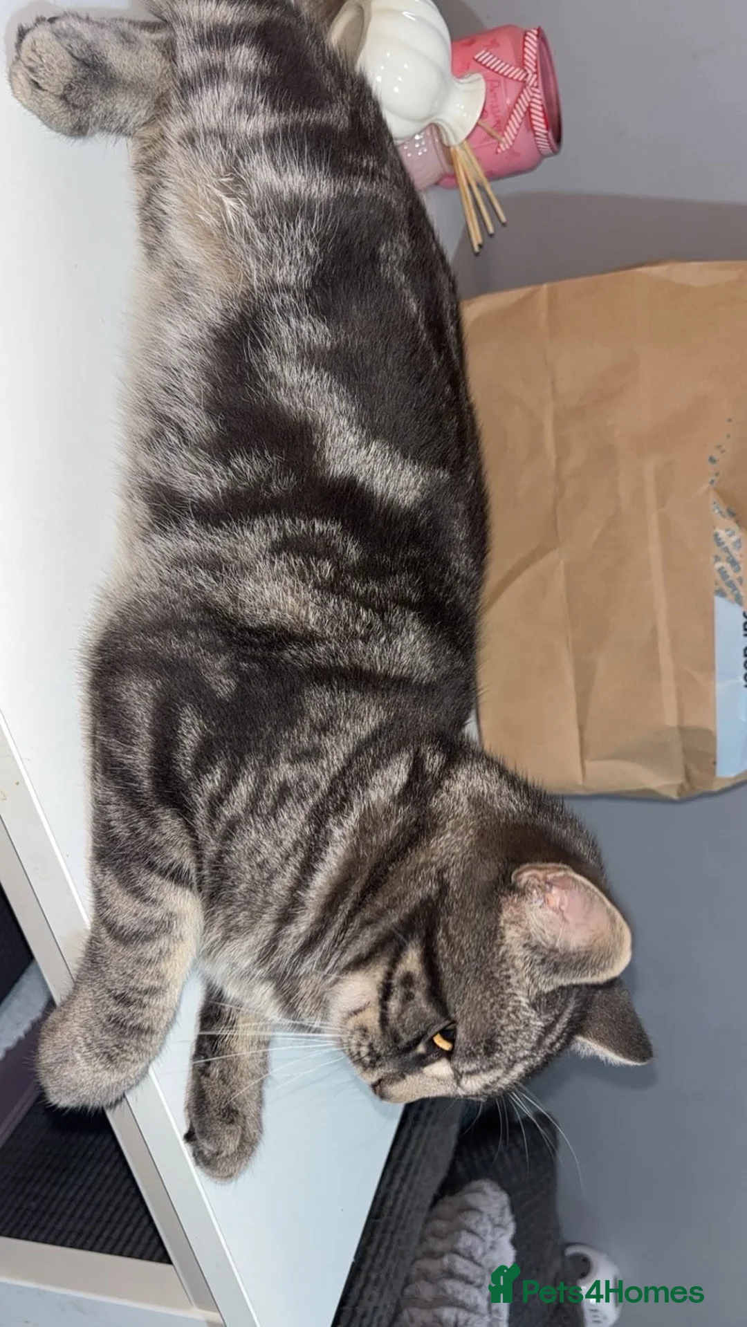 Mixed Breed cats for sale: Rehoming male cat  - Advert 2
