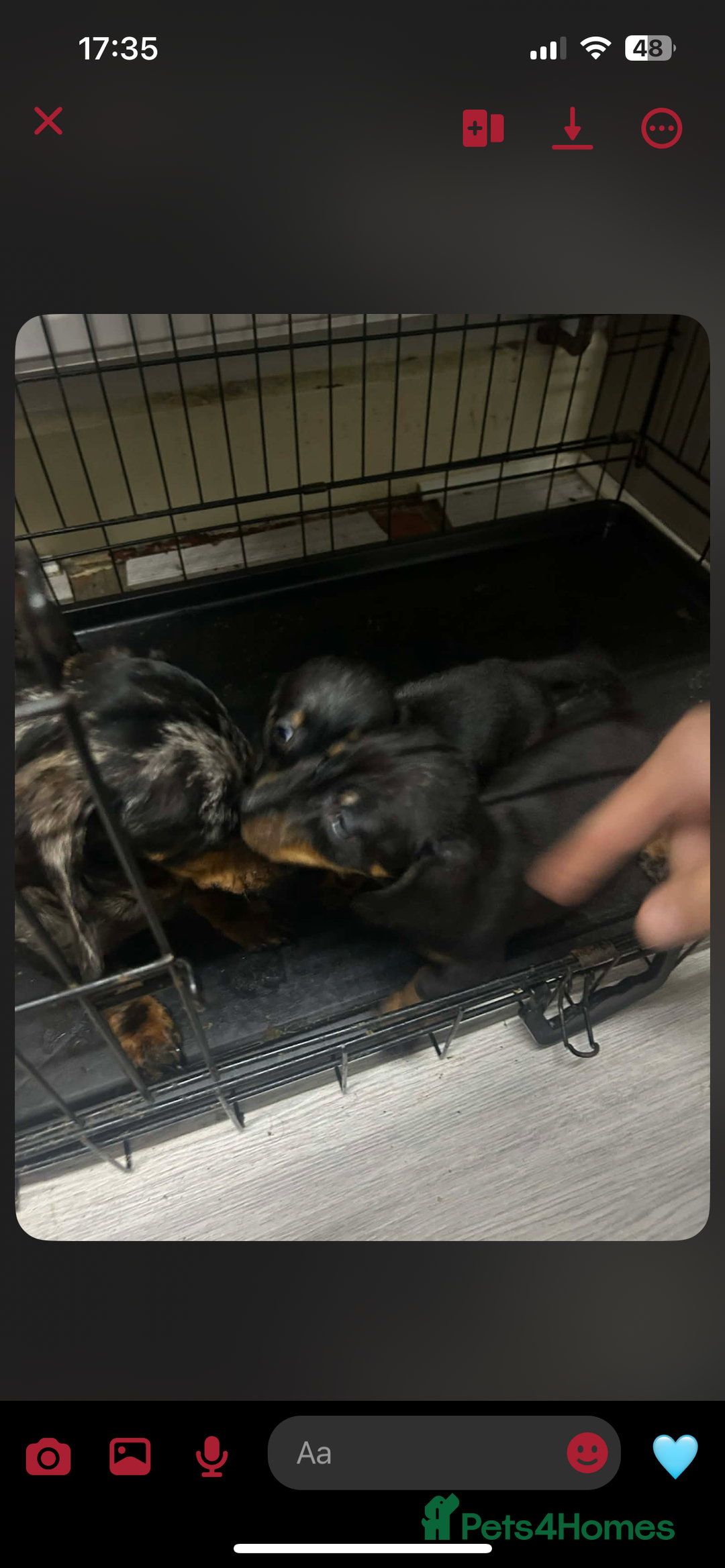 Miniature Dachshund dogs for sale: Beautiful miniature dachshunds - Advert 1