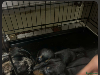 Miniature Dachshund dogs Beautiful miniature dachshunds - Advert 2