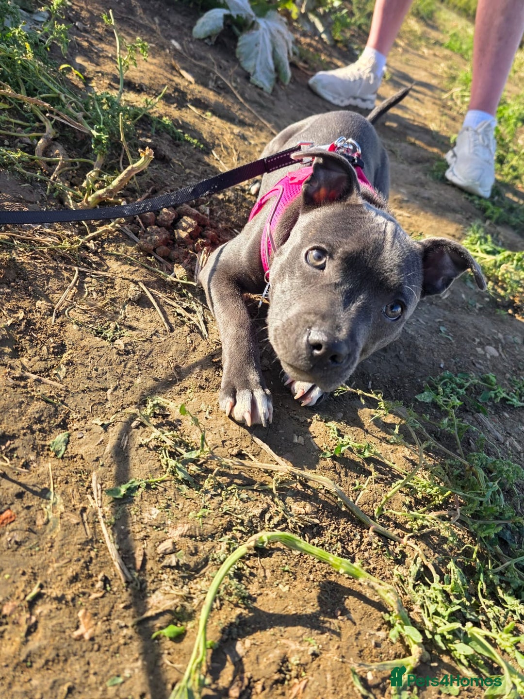 Staffordshire Bull Terrier dogs for sale: LUNA THE STAFFORDSHIRE BULL TERRIER  - Advert 5