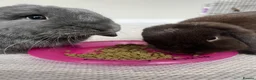 Mini Lop rabbits for sale: Male bonded pair mini lops in Coventry - Advert 7